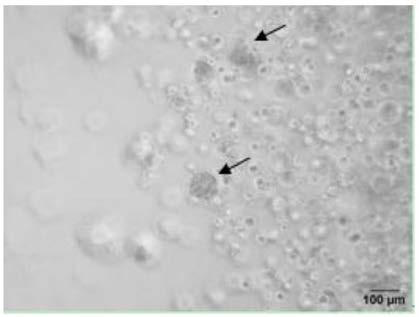 Method for culturing porcine mammary epithelial cells by 3D