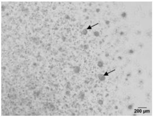 Method for culturing porcine mammary epithelial cells by 3D