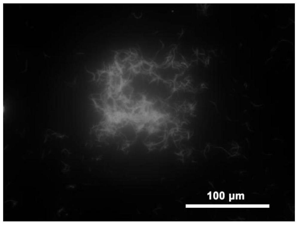 Tetraphenylvinyl bridged polysilsesquioxane and its preparation method and application