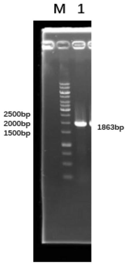 Recombinant escherichia coli for synthesizing 2 '-fucosyllactose by using mannose and application of recombinant escherichia coli