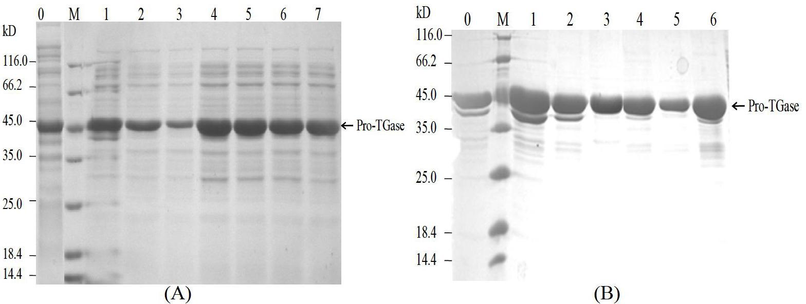 Glutamine transaminase with improved enzymatic activity and thermal stability