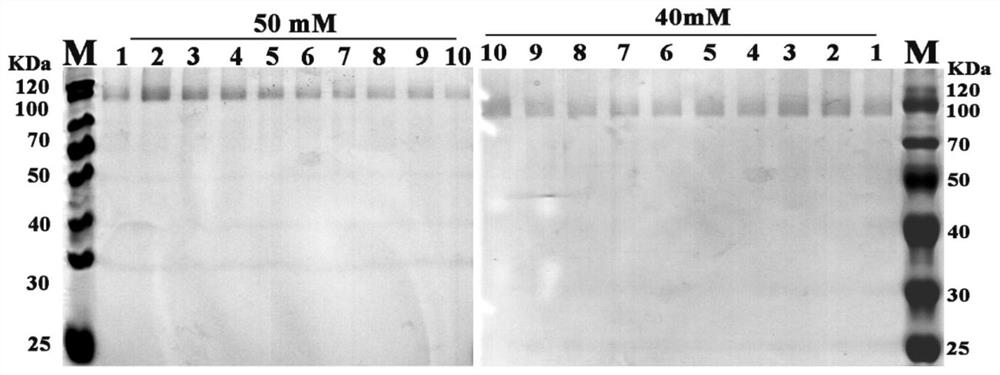 A codon-optimized glucose oxidase gene and its application