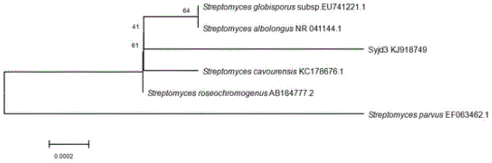 Streptomyces with inhibiting effect on poplar gray leaf spot pathogen