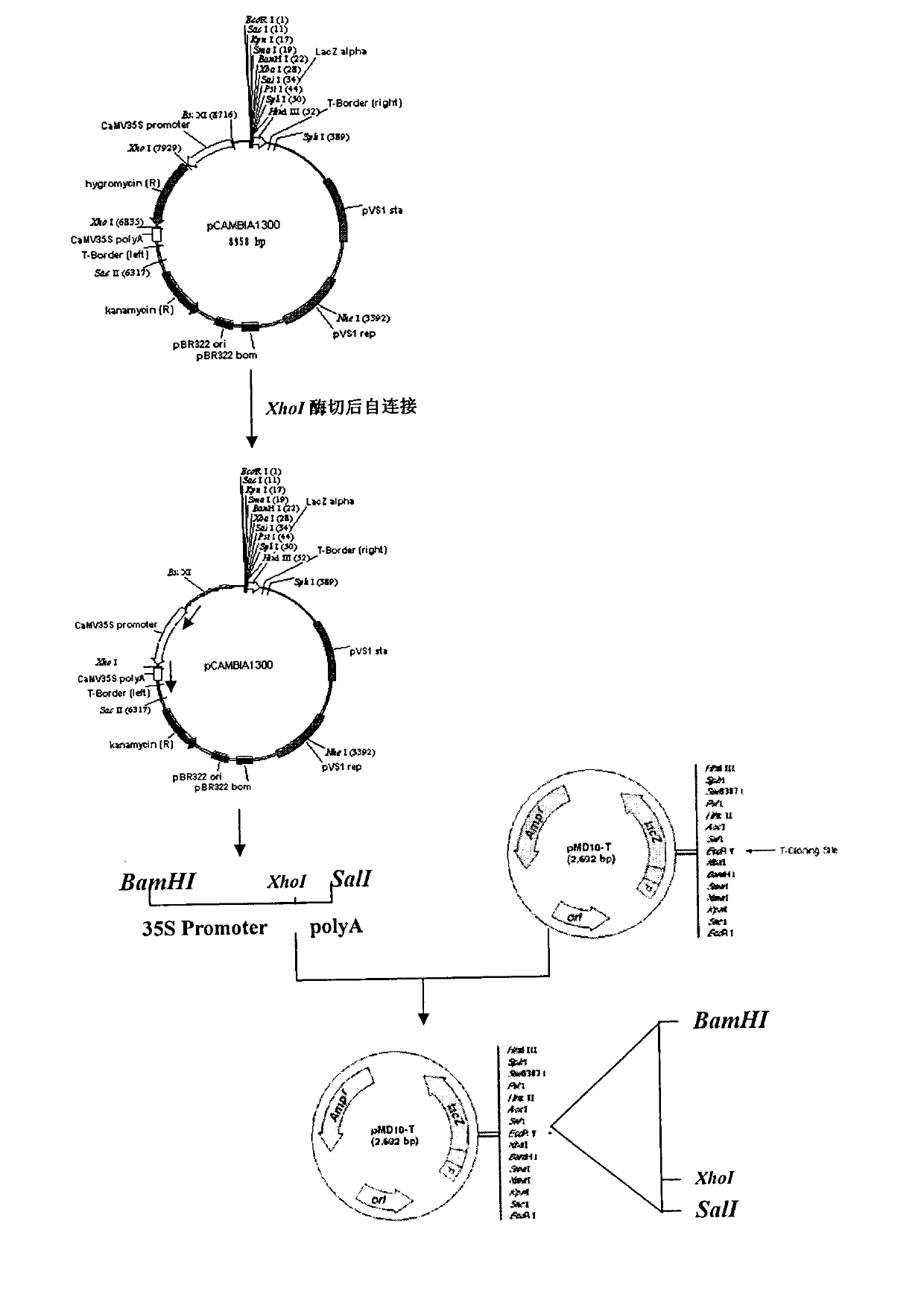 Method for constructing a universal plant expression vector