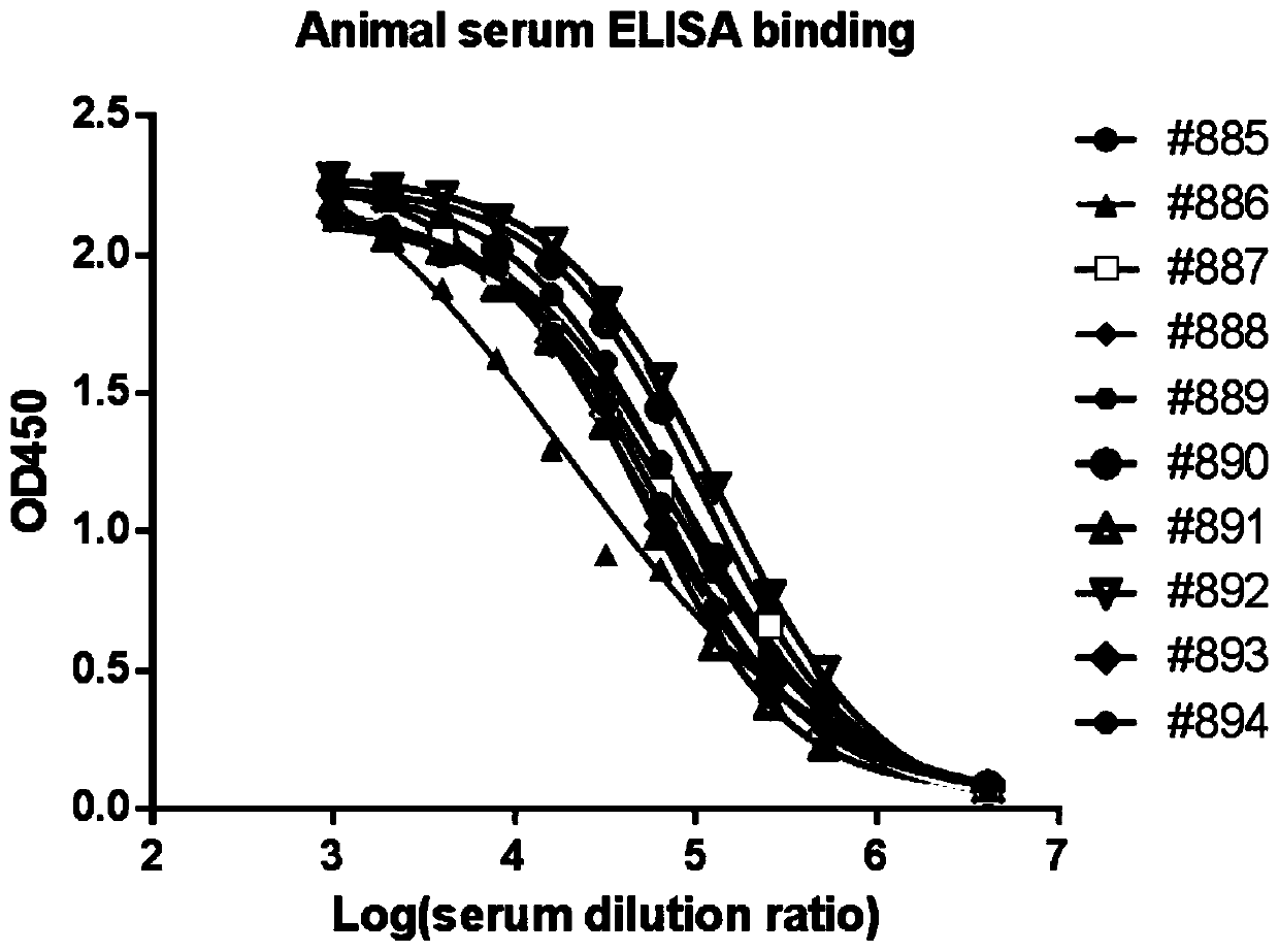 A highly functional anti-human CTLA4 antibody with high affinity, high specificity, and multiple antigen recognition epitopes