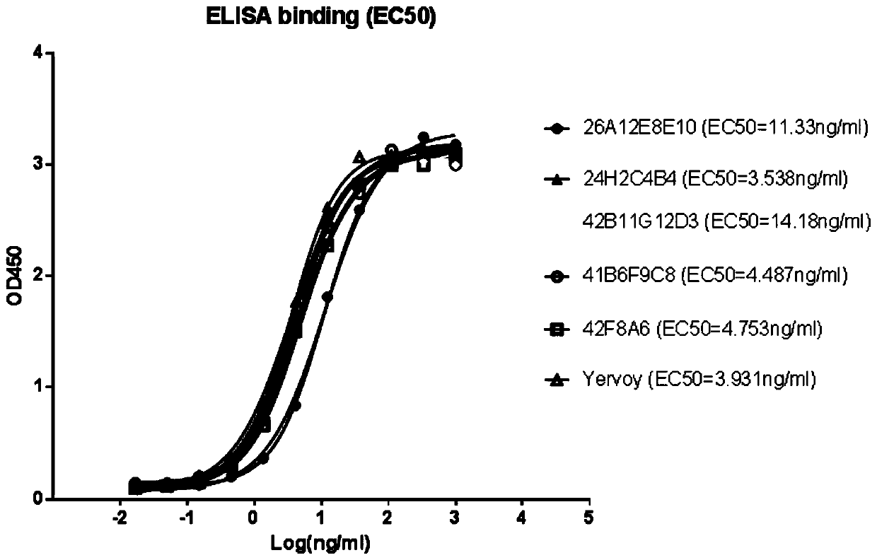 A highly functional anti-human CTLA4 antibody with high affinity, high specificity, and multiple antigen recognition epitopes