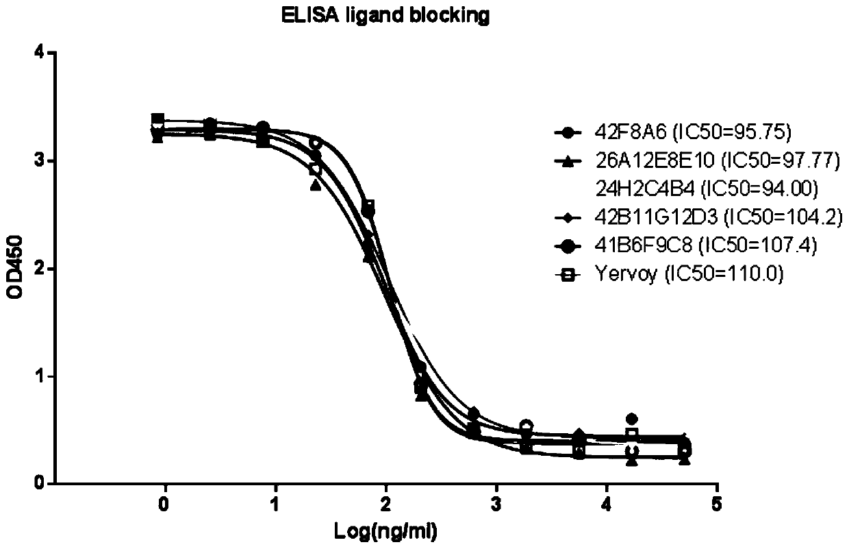 A highly functional anti-human CTLA4 antibody with high affinity, high specificity, and multiple antigen recognition epitopes