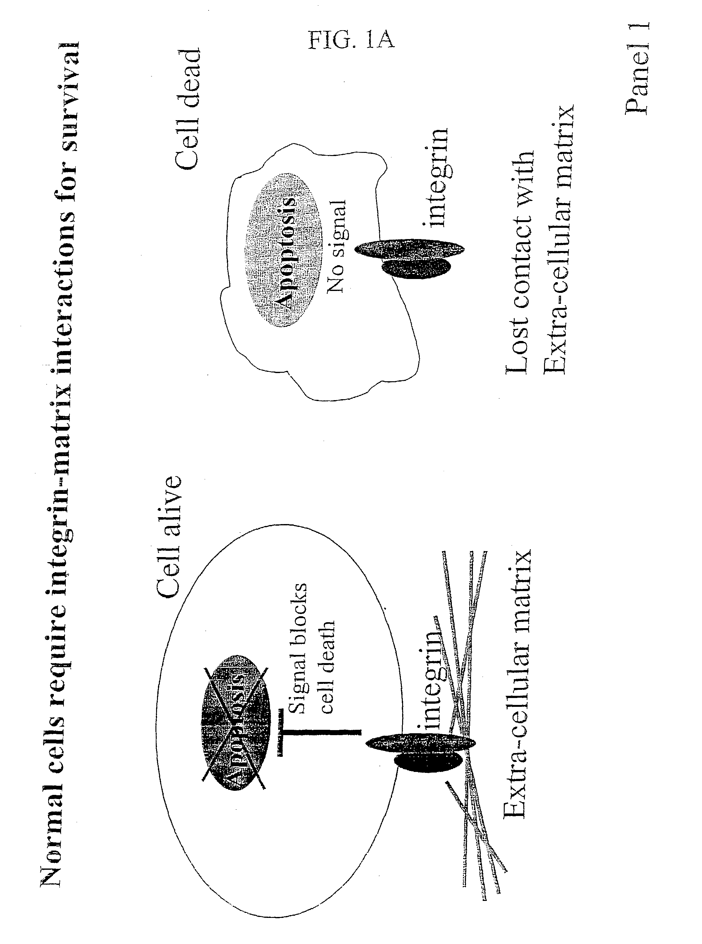 Compositions that inhibit proliferation of cancer cells