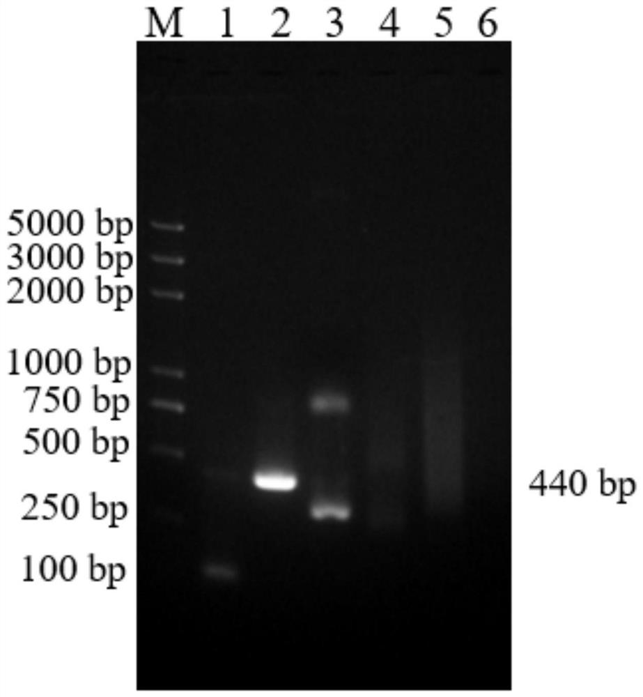 Triple rpa detection kit for bovine viral diarrhea virus, bovine coronavirus and bovine rotavirus