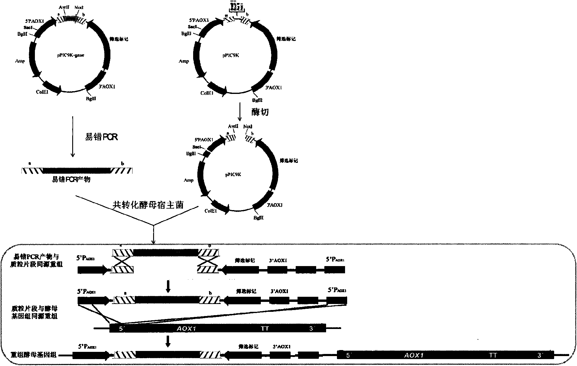 Method for establishing saccharomyces integrated gene mutation library based on in vivo homologous recombination