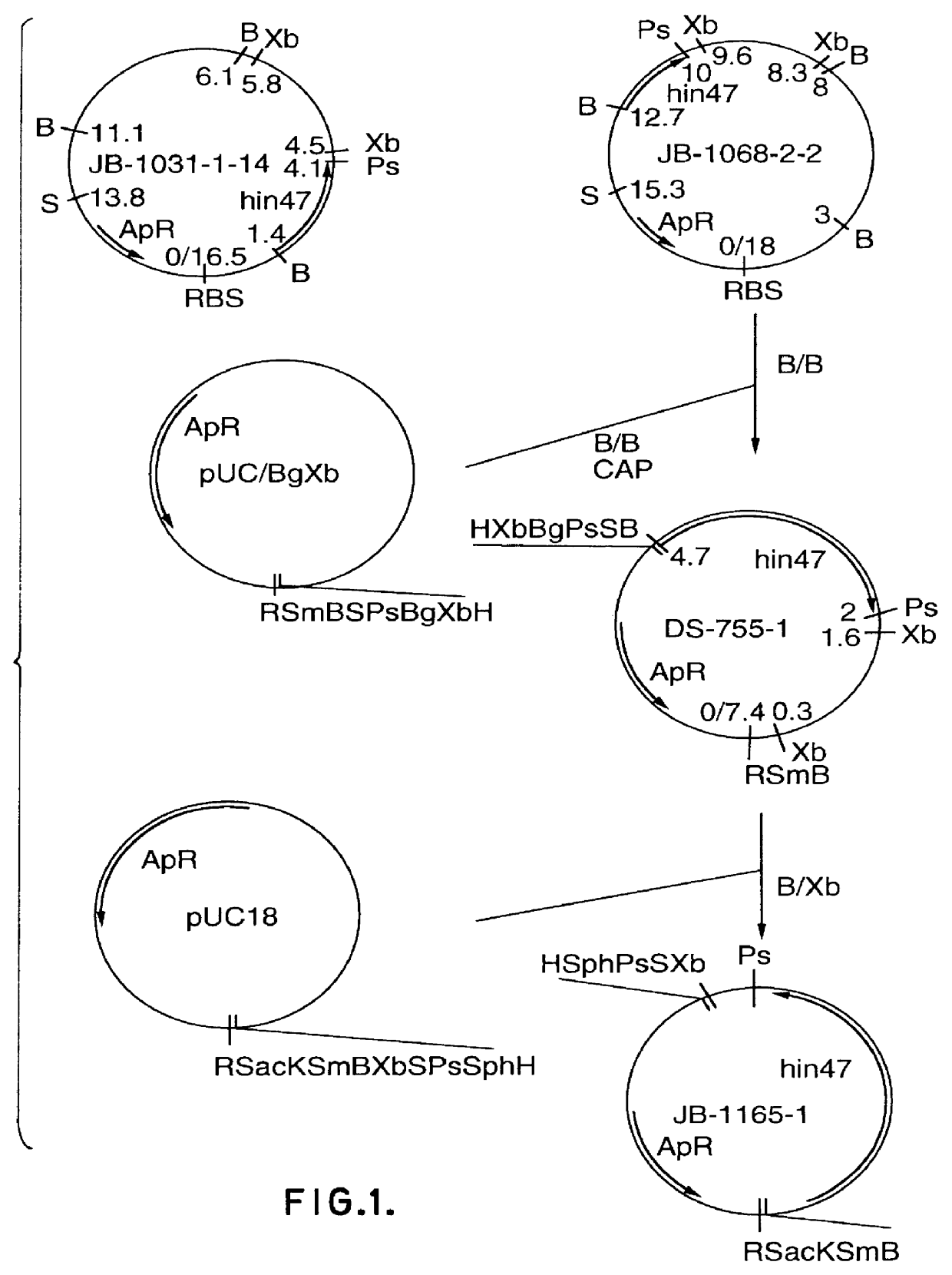 Analog of haemophilus Hin47 with reduced protease activity