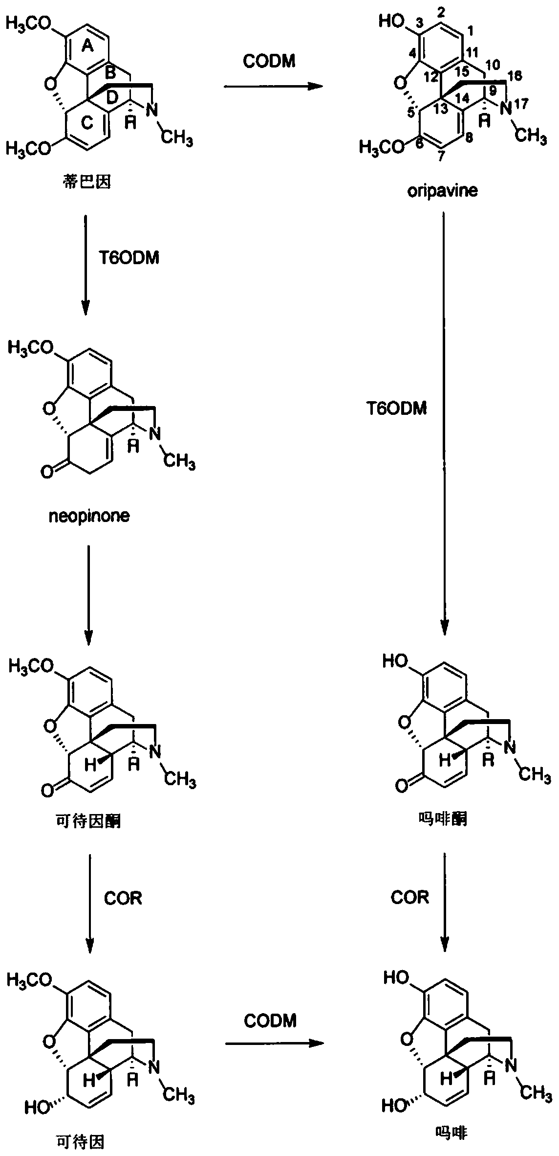 High thebaine poppy and methods of producing the same