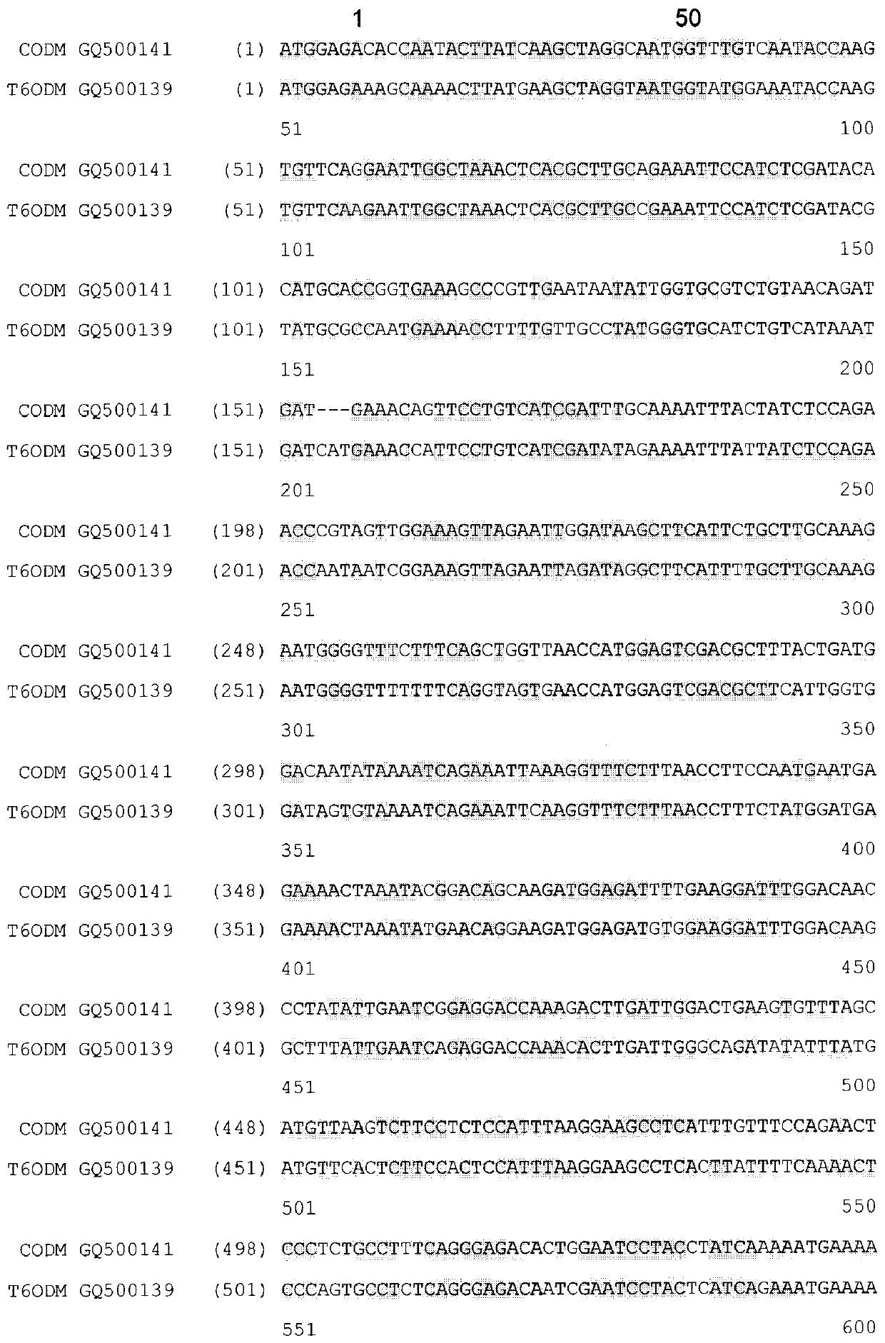 High thebaine poppy and methods of producing the same