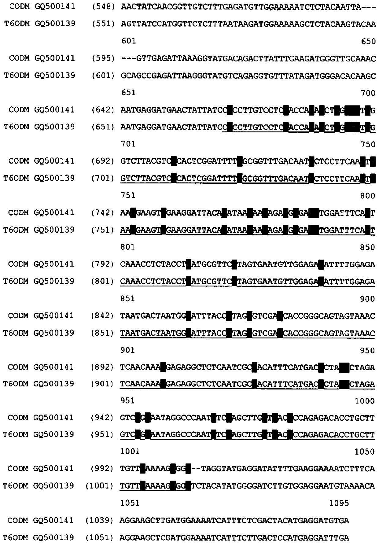 High thebaine poppy and methods of producing the same