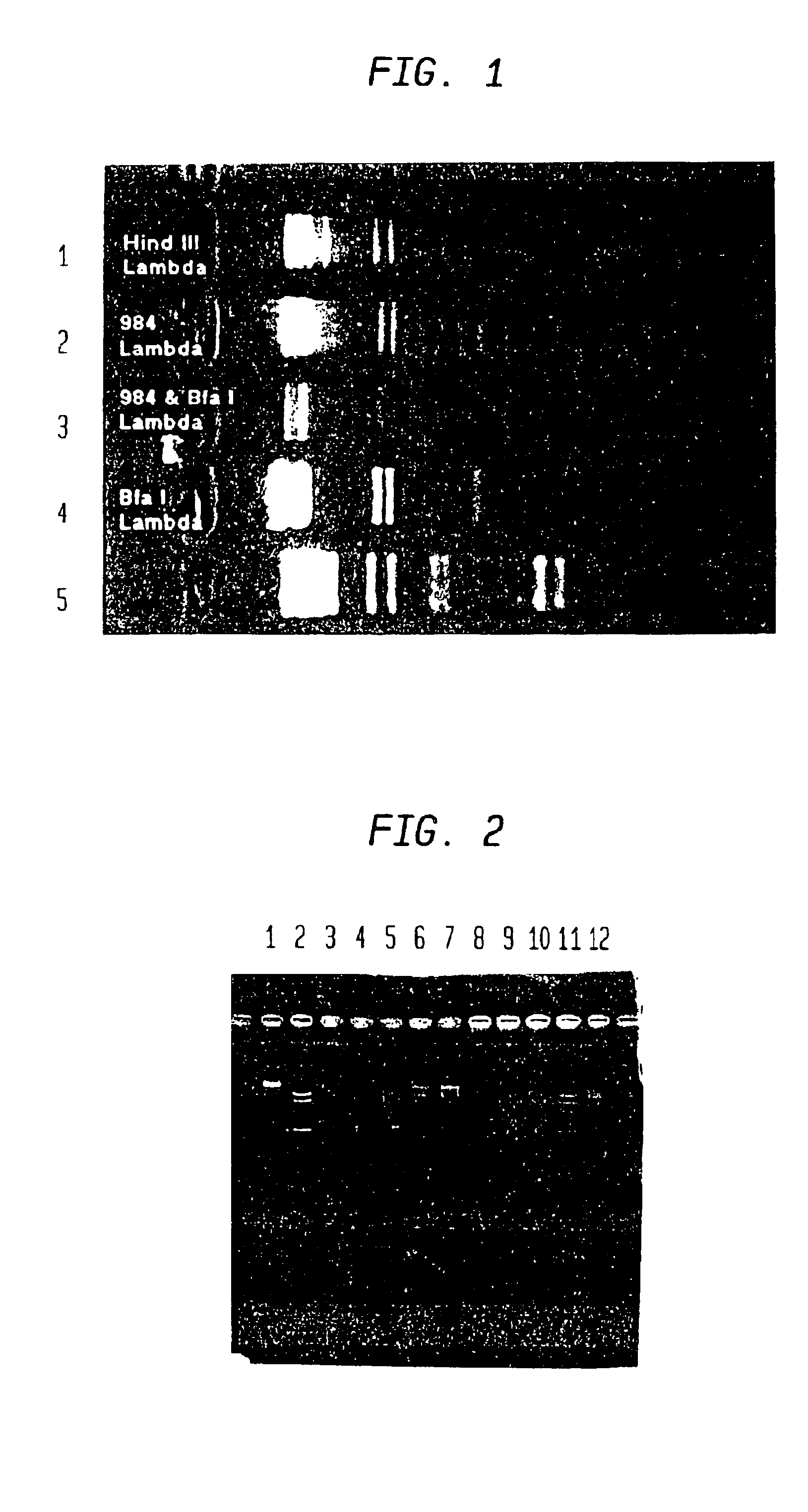 Method for screening restriction endonucleases