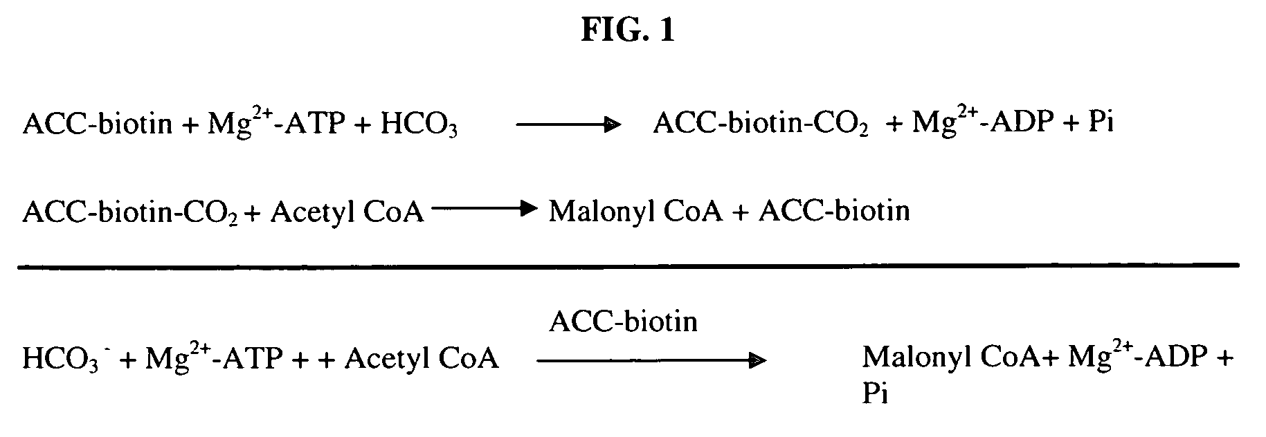 Scintillation proximity assay method of measuring acetyl CoA carboxylase enzyme activity