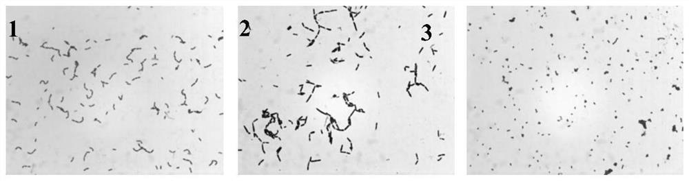 Pediococcus acidilactici separated from Tibetan kefir and application of pediococcus acidilactici in prevention and treatment of rotavirus infection