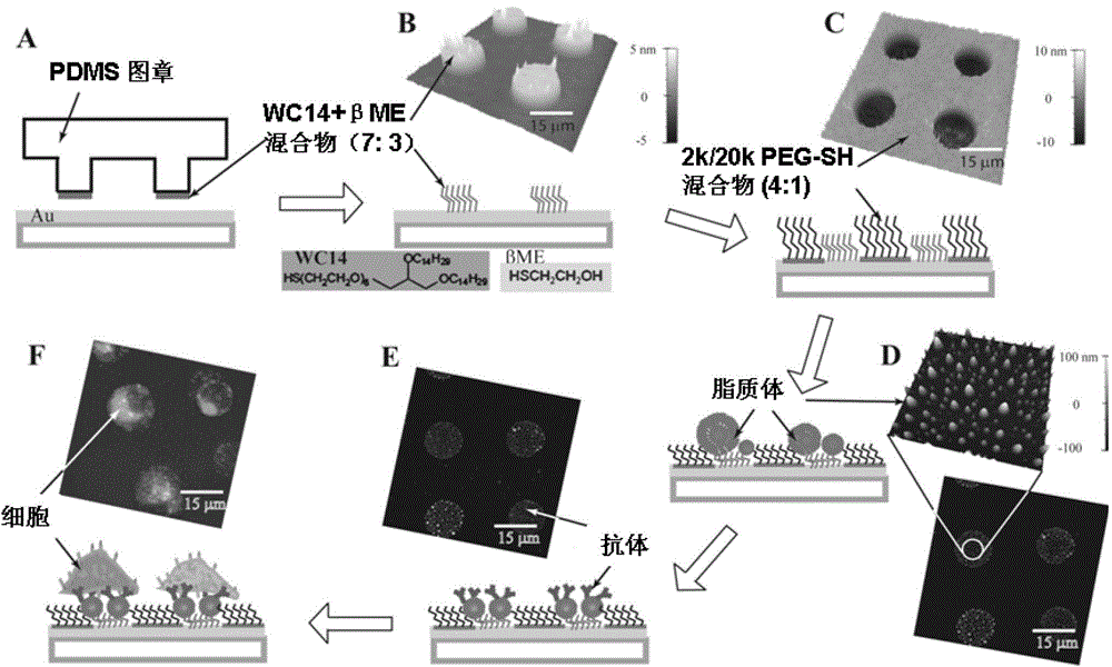 An immunoliposome biochip, its preparation method and its application in biological detection