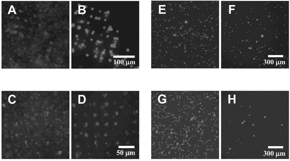 An immunoliposome biochip, its preparation method and its application in biological detection