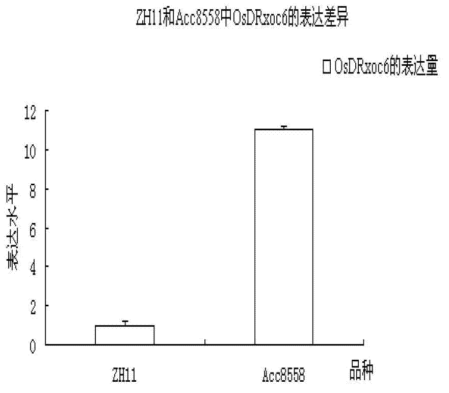 Paddy bacterial leaf streak resistance-related gene OsDRxoc6