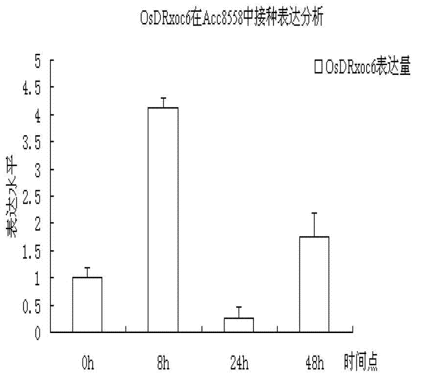 Paddy bacterial leaf streak resistance-related gene OsDRxoc6