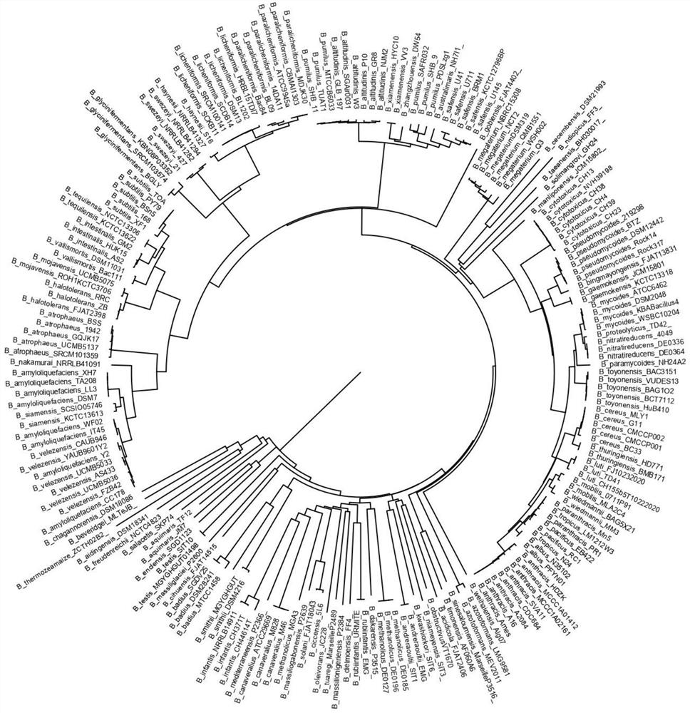 Bacillus species level identification method based on high-throughput sequencing technology