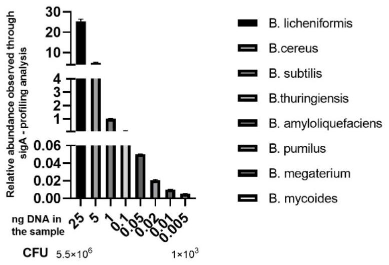 Bacillus species level identification method based on high-throughput sequencing technology