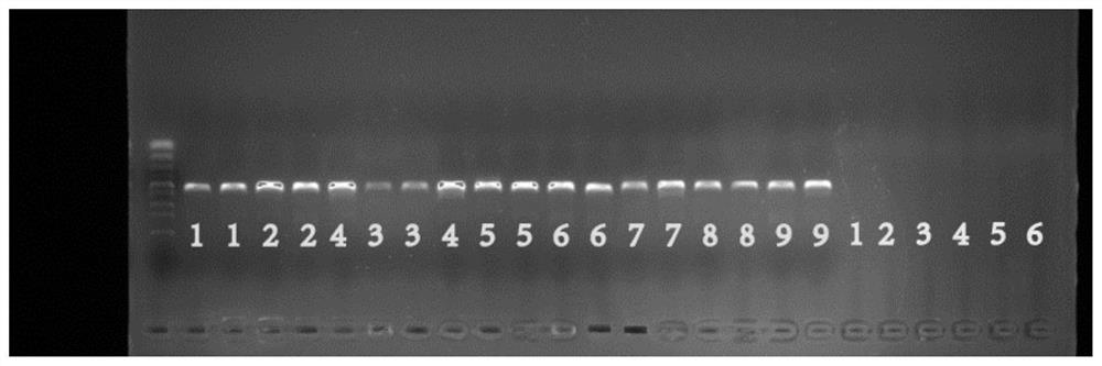 Bacillus species level identification method based on high-throughput sequencing technology