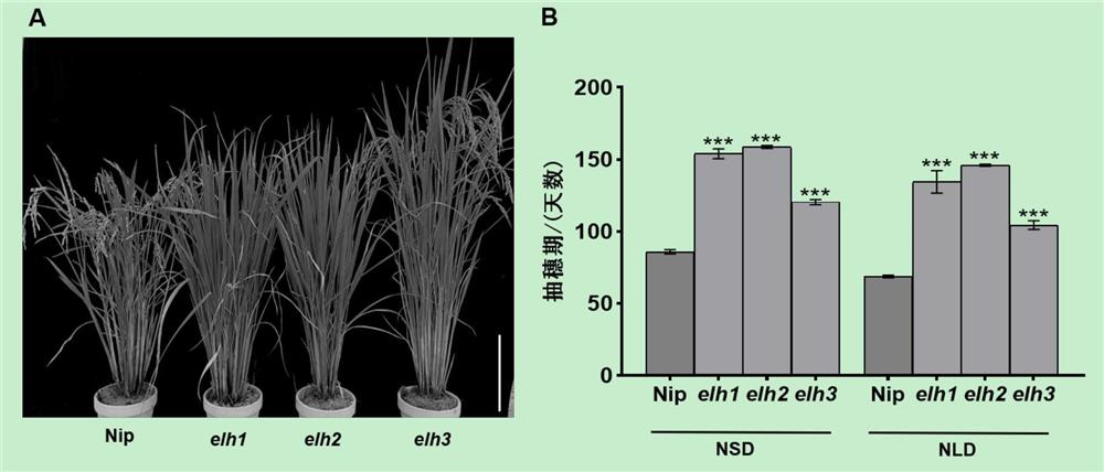 Application of gene OsLUX in promoting rice heading and improving plant disease resistance