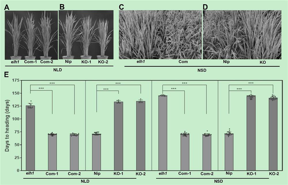 Application of gene OsLUX in promoting rice heading and improving plant disease resistance