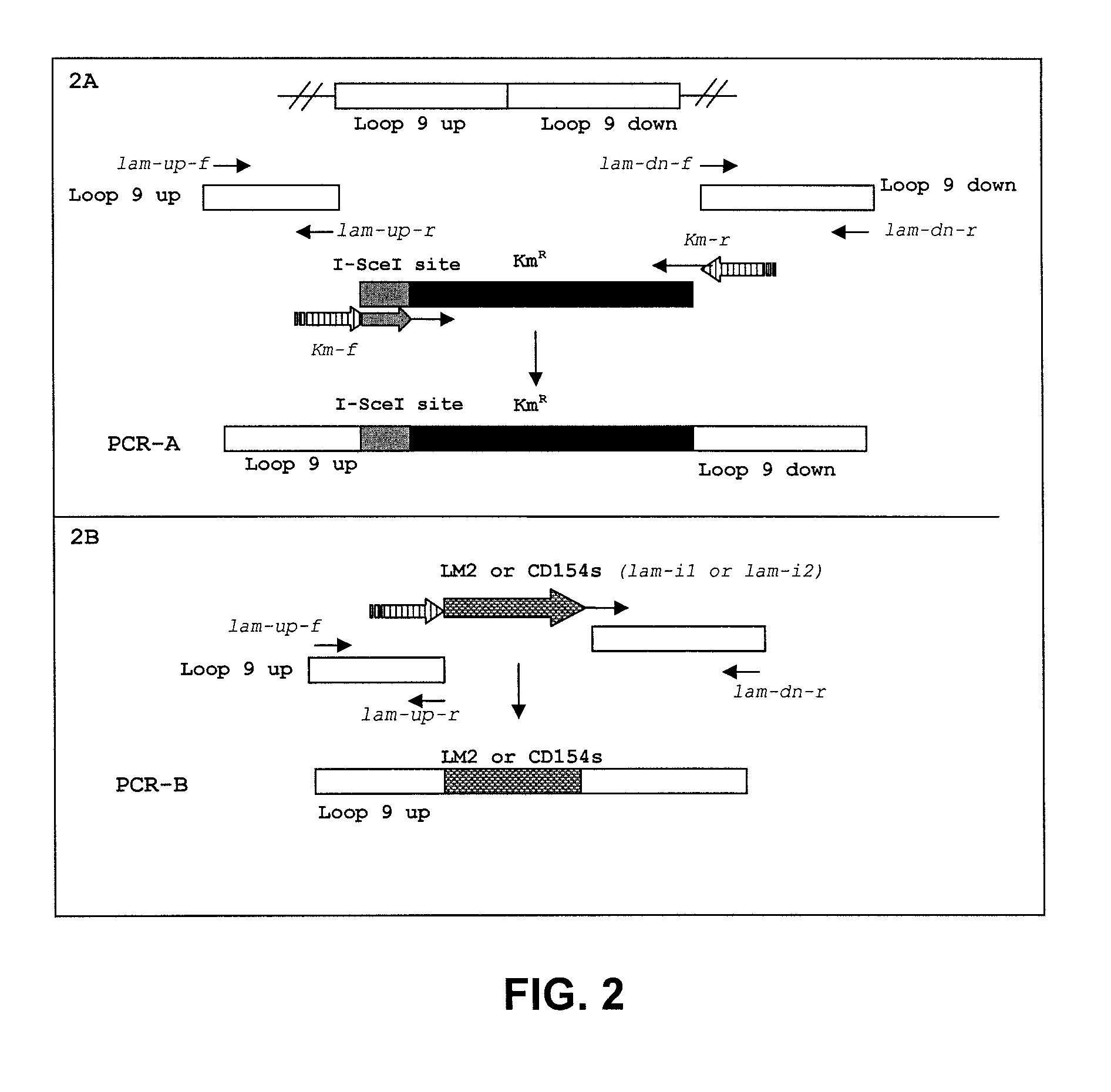 Compositions and methods of enhancing immune responses