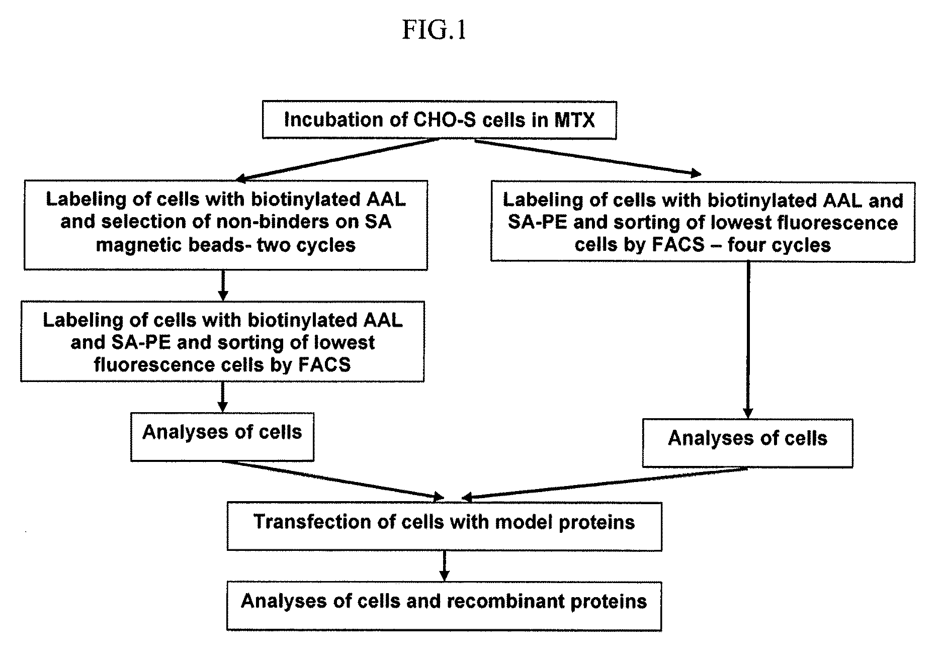 Low fucose cell lines and uses thereof