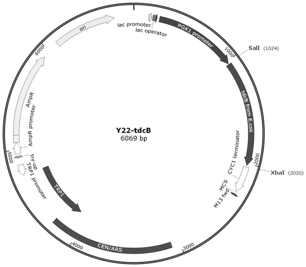 Recombinant plasmid combination, genetically modified saccharomycetes and method for producing odd-chain fatty acid