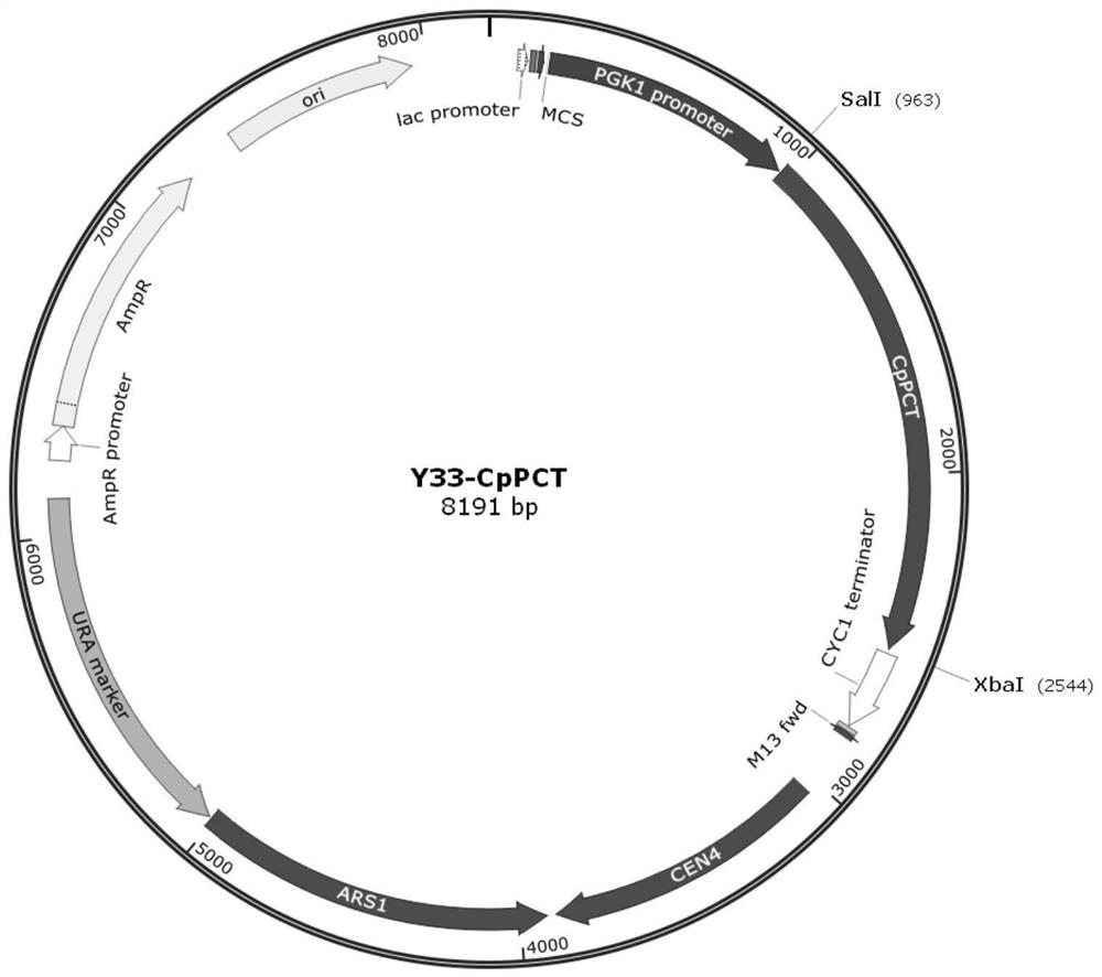 Recombinant plasmid combination, genetically modified saccharomycetes and method for producing odd-chain fatty acid