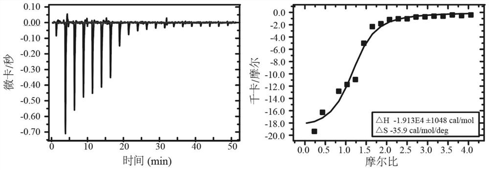 Application of erodium brevifolium element in preparation of Rab5 protein inhibitor