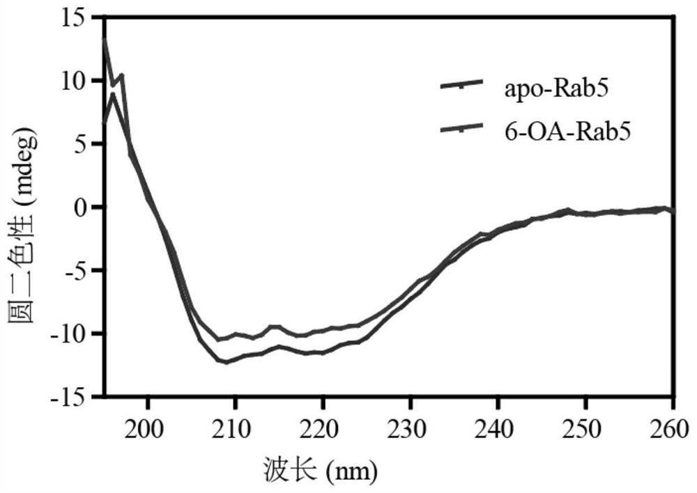 Application of erodium brevifolium element in preparation of Rab5 protein inhibitor