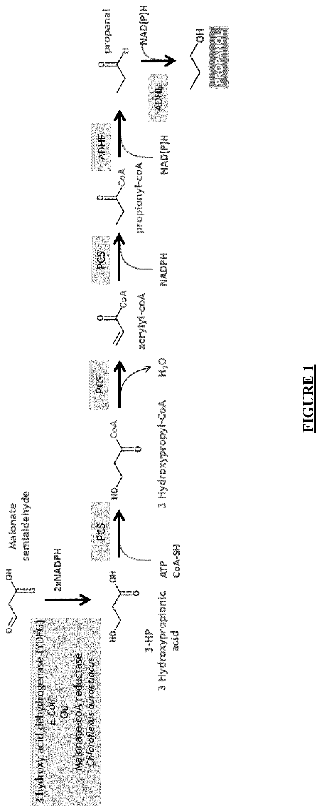 Malonic semi-aldehyde-producing yeasts