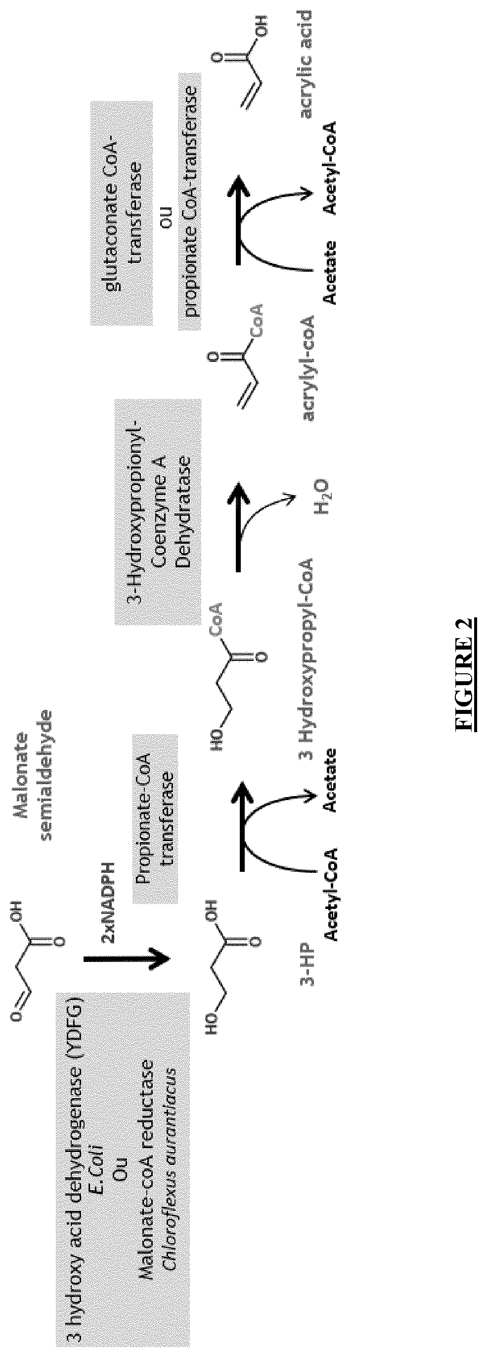 Malonic semi-aldehyde-producing yeasts