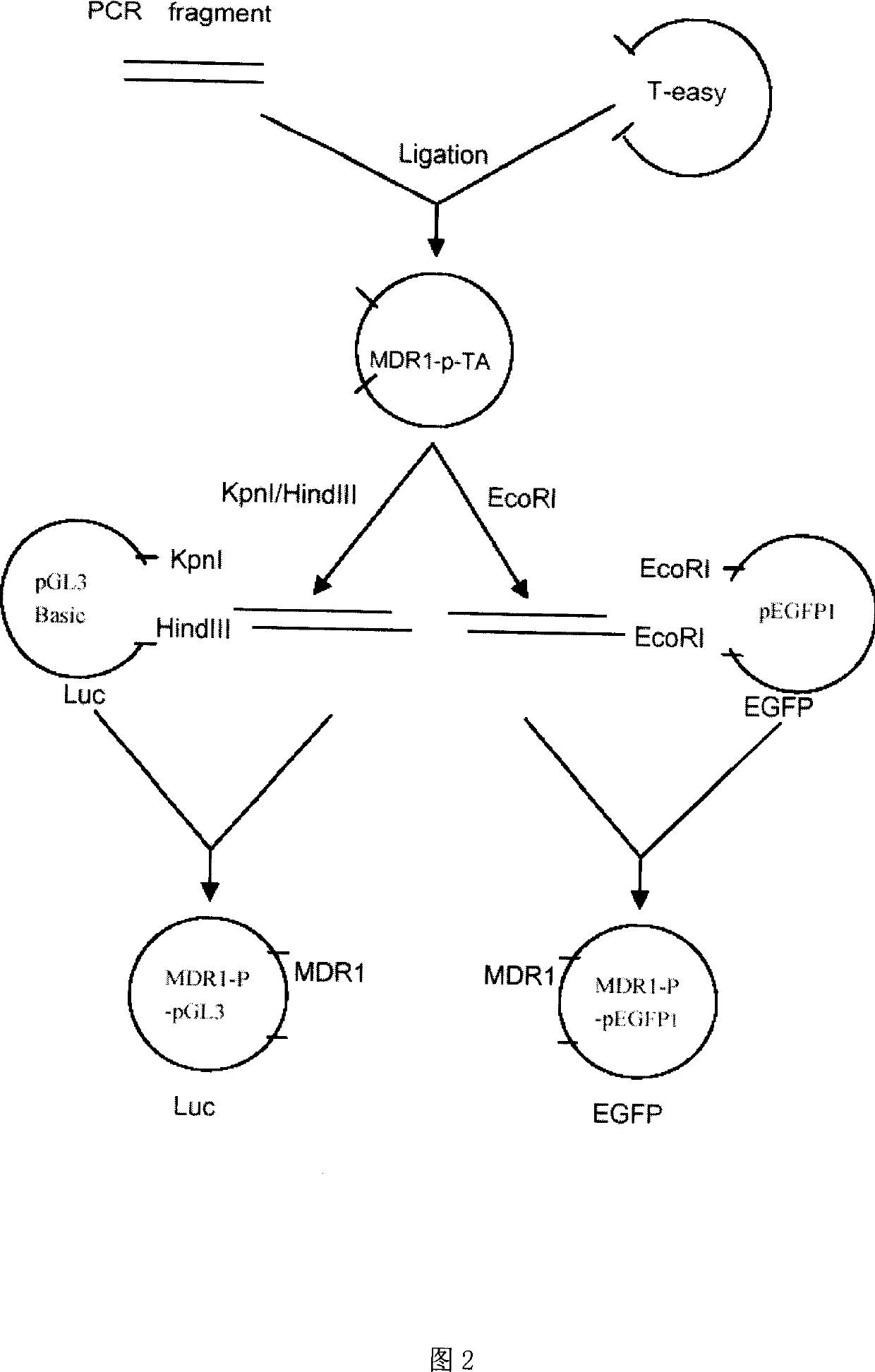 Human MDR1 gene expression regulator screening system and method for screening gene expression regulator