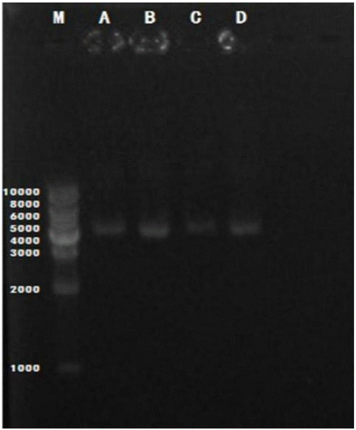 Composite lactobacillus nipple cleaning solution for improving dairy cow nipple micro-ecosystem