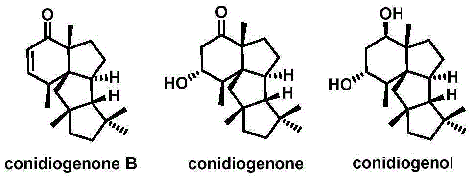 Cyclopiane tetracyclic diterpene analogue, method for synthesizing same and application of cyclopiane tetracyclic diterpene analogue