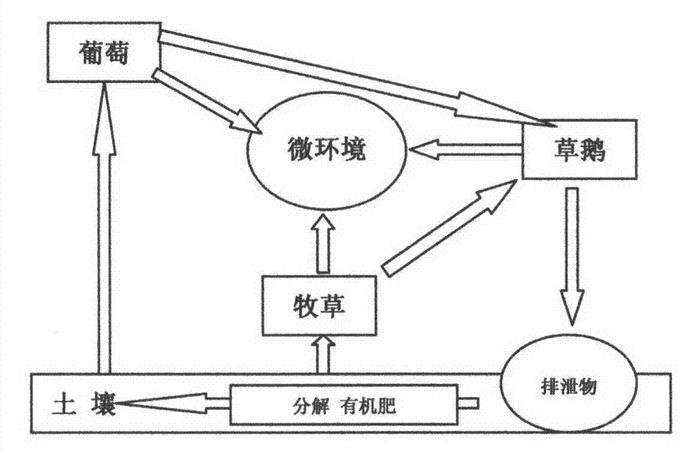 Three-dimensional circulation planting and culturing method of vineyard with multispan greenhouse