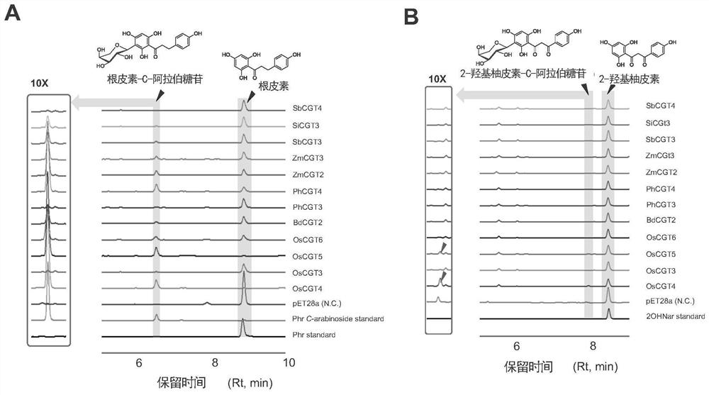 Difunctional C-glycoside glycosyltransferase and application thereof