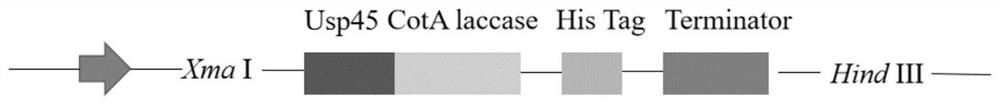 A recombinant Lactococcus lactis capable of secreting laccase and its construction method and application