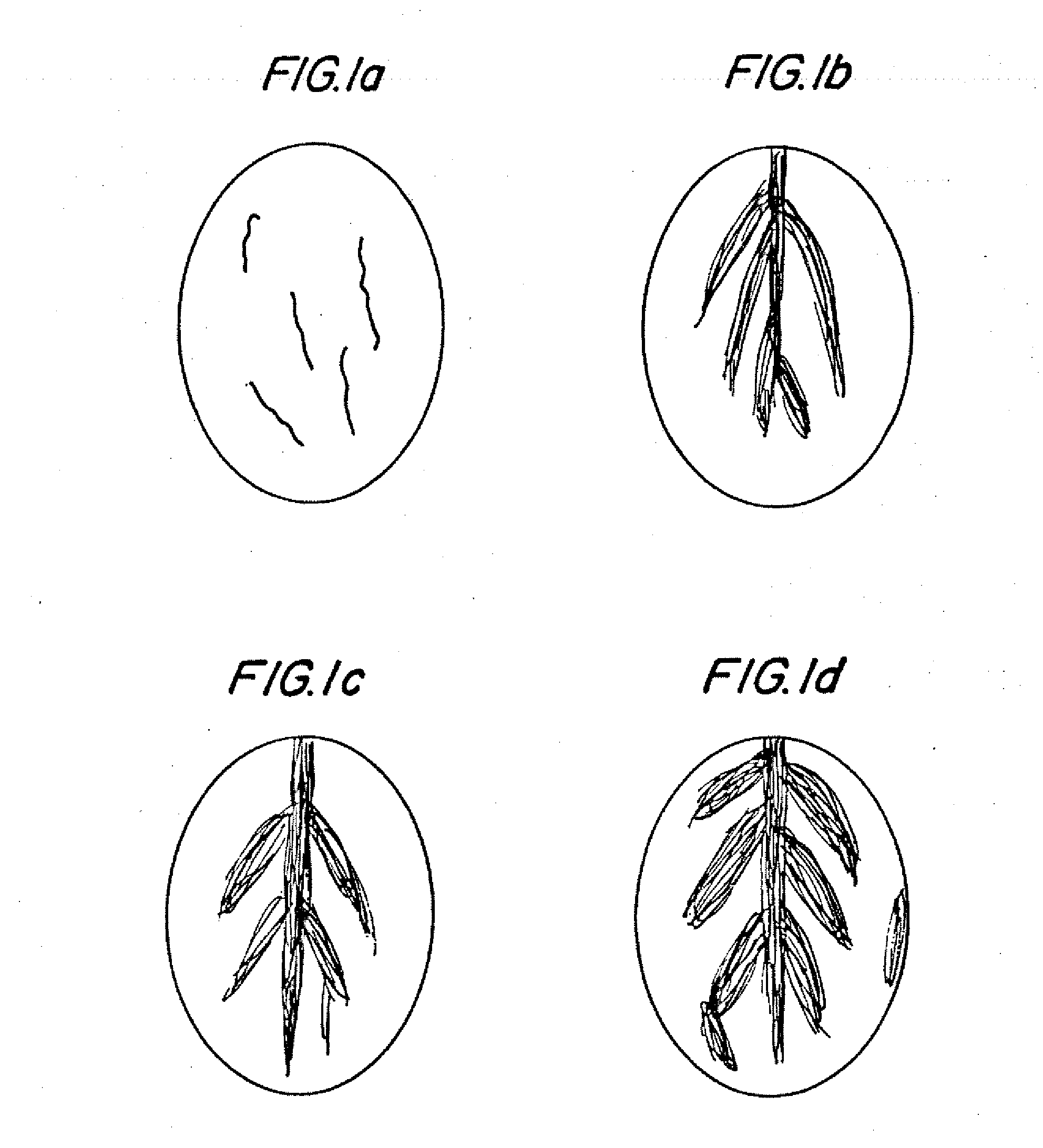 Process for extracting cocoa polyphenols from cocoa beans