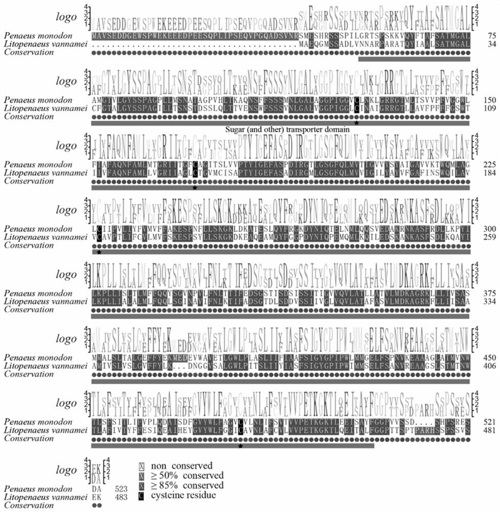 A kind of pm GLUT2 gene of Penaeus monodon and its application