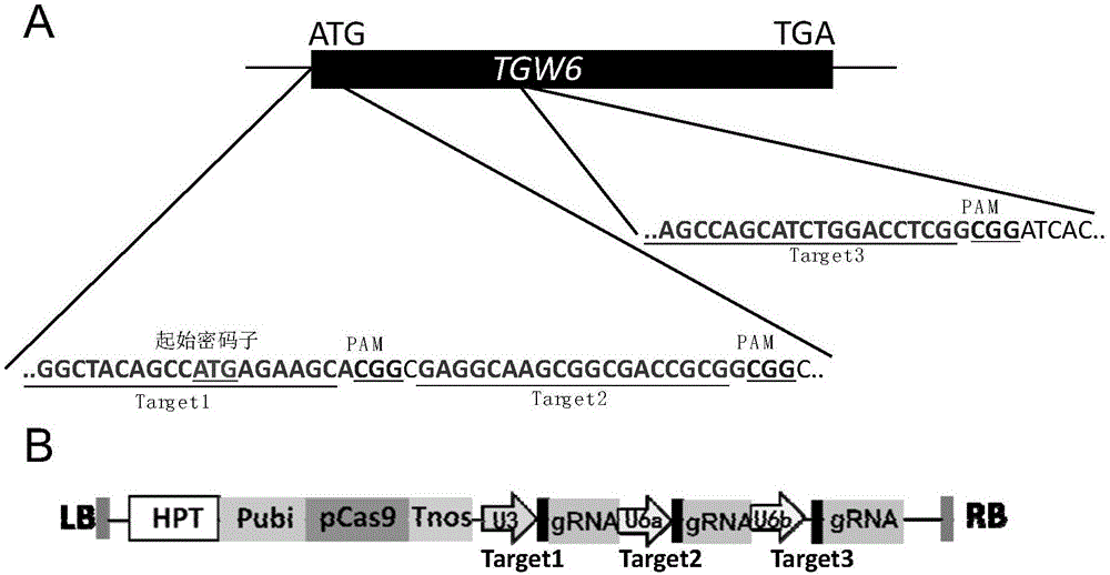 Rice thousand kernel weight gene TGW6 guided RNA target sequence and application thereof