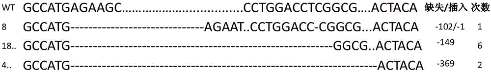 Rice thousand kernel weight gene TGW6 guided RNA target sequence and application thereof