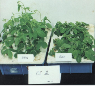 Method for improving chlorine resistance of cultivated soybeans by utilizing wild soybeans in intertidal zones