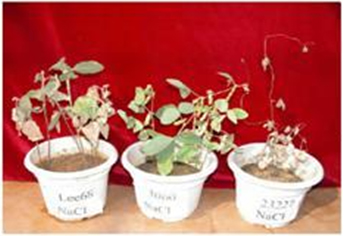 Method for improving chlorine resistance of cultivated soybeans by utilizing wild soybeans in intertidal zones